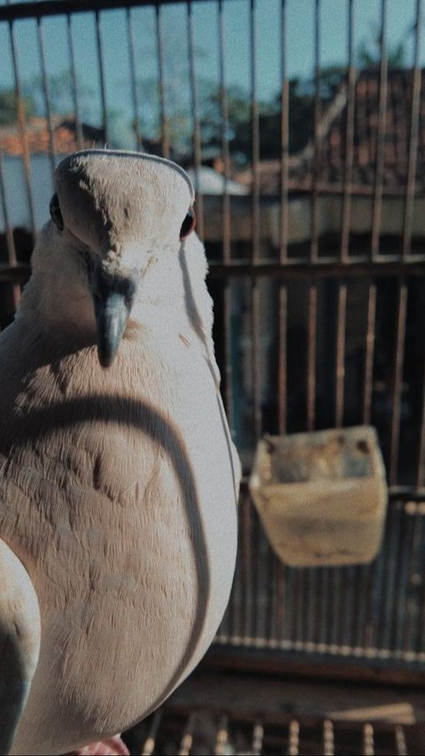 Mitos Burung Puter Coklat, Dianggap Pembawa Keberuntungan hingga Penolak Ilmu Hitam