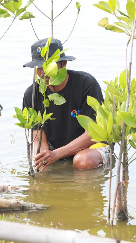 Selamatkan Lahan Kritis di Muaragembong, BRI Salurkan Ribuan Bibit Mangrove