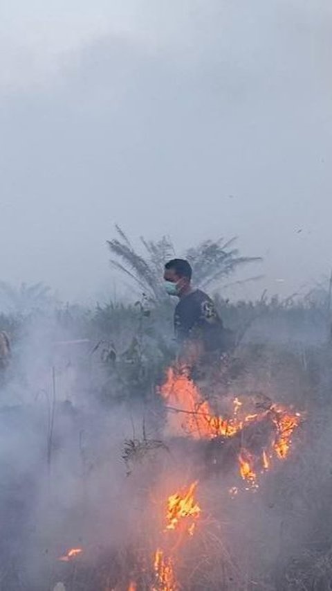 10 Hektare Lahan Perusahaan Sawit di Pelalawan Terbakar