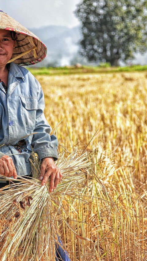 Jokowi Wanti-Wanti Perubahan Iklim Berdampak Ketahanan Pangan, Bapanas-Bulog Diminta Cegah Kenaikan Harga