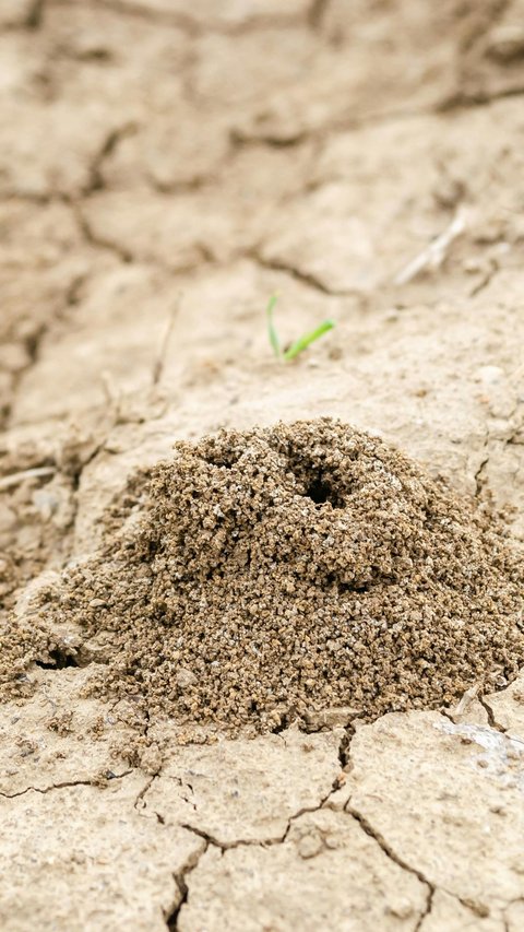 The Oldest Active Termite Mound in the World, 34,000 Years Old, Here is the Location