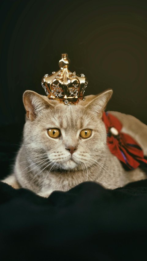 10 Most Beautiful Cat Breeds in the World According to A-Z Animals, Is Your Beloved Anabul Included?