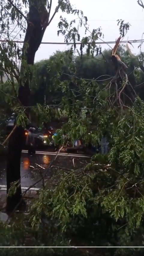 Hujan Deras di Jakarta, Belasan Pohon Tumbang Menimpa Kabel PLN hingga Bajaj
