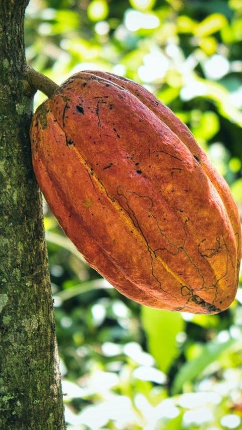 6 Manfaat Buah Kakao untuk Kecantikan, Bantu Cegah Jerawat