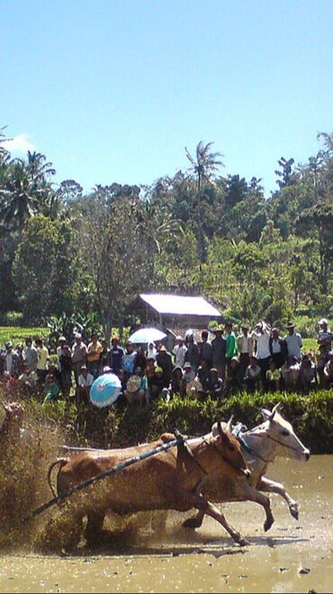 Filosofi Tersembunyi di Balik Pacu Jawi Khas Minang, Tak Hanya Sekedar Balapan Sapi