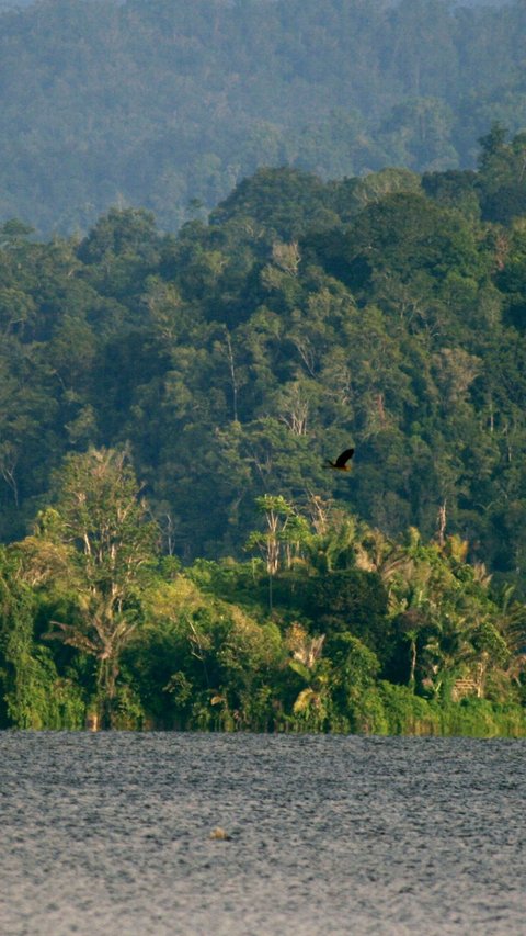 Fakta Menarik Taman Nasional Lore Lindu, Ladangnya Warisan Megalitikum hingga Kekayaan Flora Fauna Langka