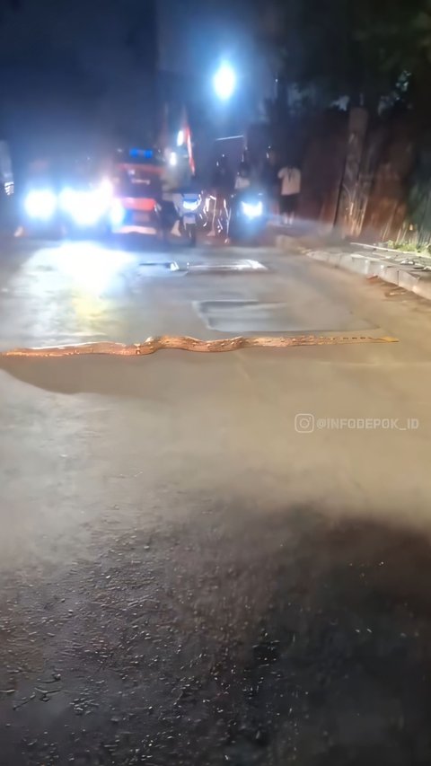 Chilling! Viral Video of a 3-Meter Python Calmly Crossing the Road in Depok Causes Traffic Jam