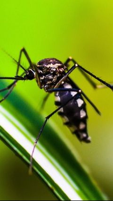 Penyebab Virus Oropouche dan Cara Pencegahannya, Perlu Diketahui