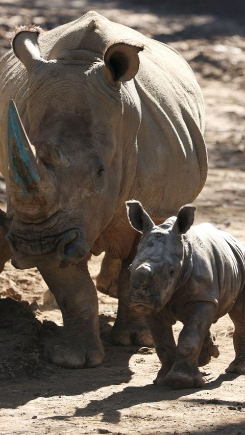 FOTO: Penampakan Menggemaskan Bayi Badak Putih Langka yang Lahir di Kebun Binatang Buin di Chile