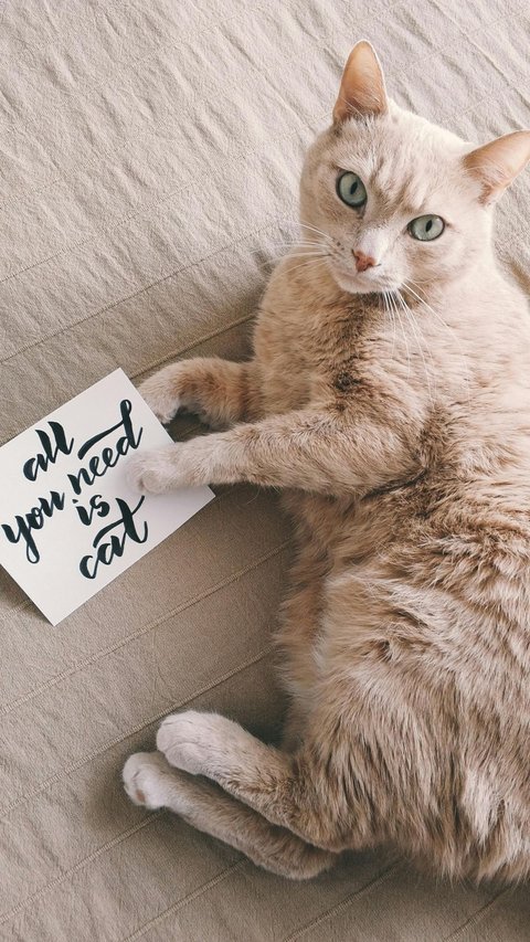 35 Words About Cute Cats, Automatically Makes Your Day Happier