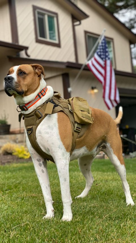 How To Train Your Dog To Be A Service Dog: 10 Essential Guides to Partner