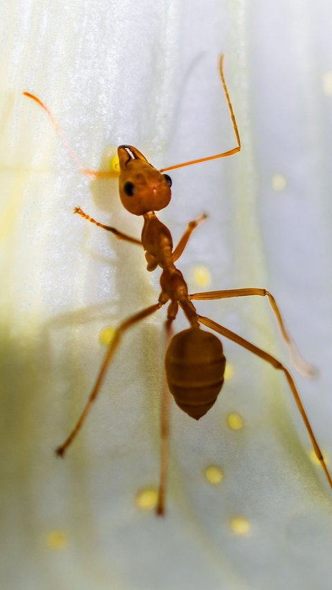 Penelitian Ungkap Canggihnya Dunia Medis Semut, Bak Manusia Lakukan Operasi buat Selamatkan Nyawa
