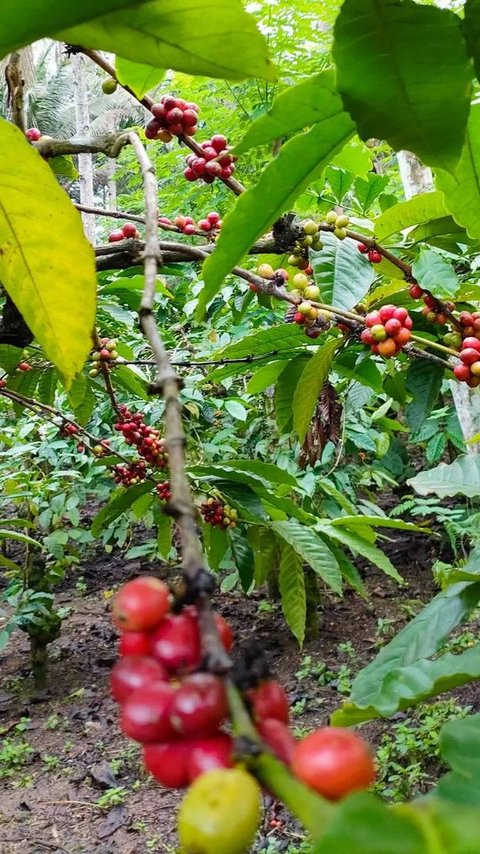 4 Fakta Jatim Penghasil Kopi Paling Berkualitas di Pulau Jawa, Favorit Warga Filipina hingga Mesir