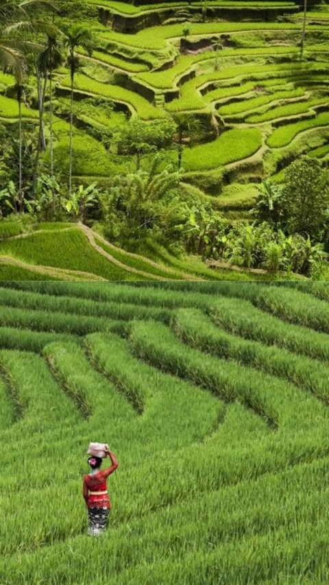 Udara Selalu Segar dan Tidak Pernah Panas, Intip Eksotisme Desa Jatiluwih Bali yang Jadi Warisan Budaya Dunia