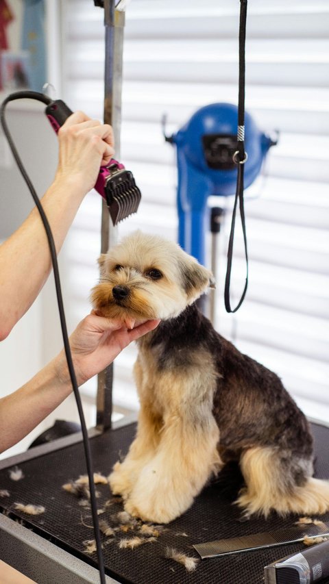  Discover the Ultimate Grooming Experience at The Spotted Dog Pet Spa**