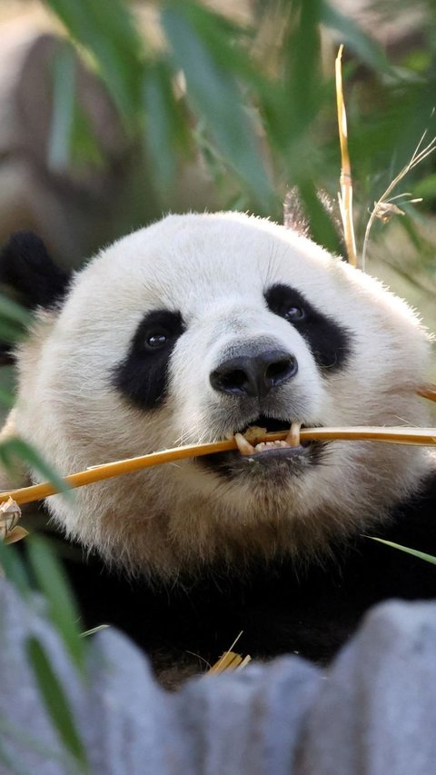 FOTO: Lucunya Dua Ekor Panda Raksasa dari China Resmi Jadi Penghuni Baru Kebun Binatang San Diego di Amerika Serikat