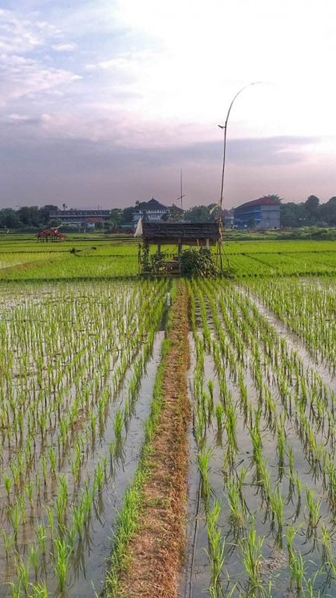 Kisah di Balik Lumbung Padi di Purwakarta, Ternyata Bikinan Kerajaan Mataram