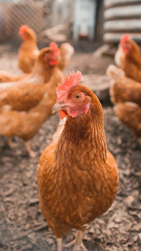 Darah Ayam sebagai Makanan, Begini Hukumnya dalam Islam