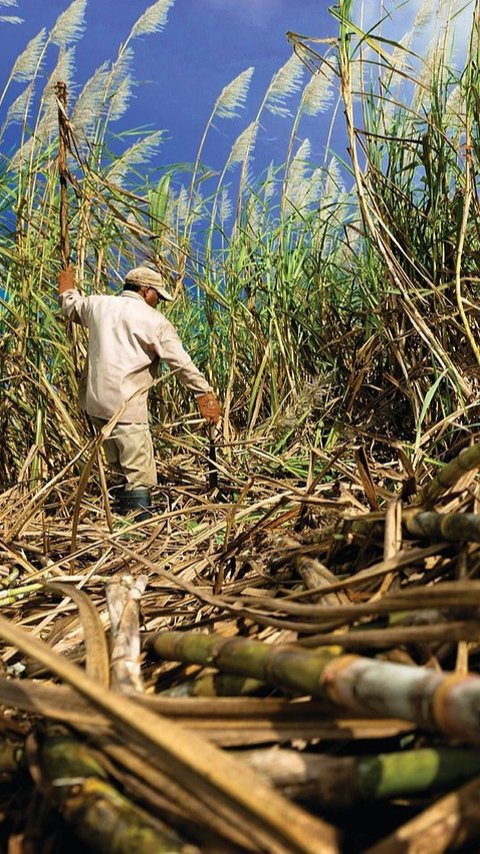 Petani Tebu Kini Bisa Dapat KUR dan Dibayar saat Panen