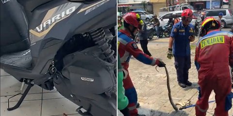 Wanita di Jakarta Ini Kaget Temukan Ular Besar Sembunyi di Motornya, Begini Penampakannya