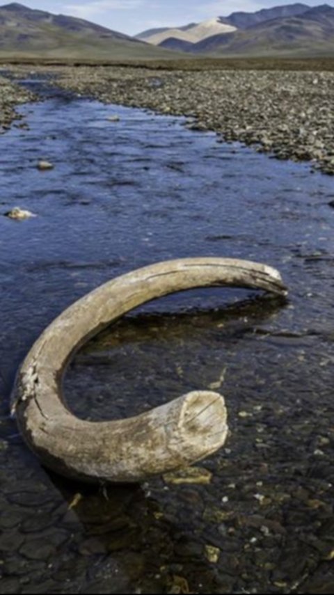 Sedang Memancing di Sungai dengan Ayahnya, Bocah Ini Temukan Tulang Gajah Purba Berusia 100.000 Tahun