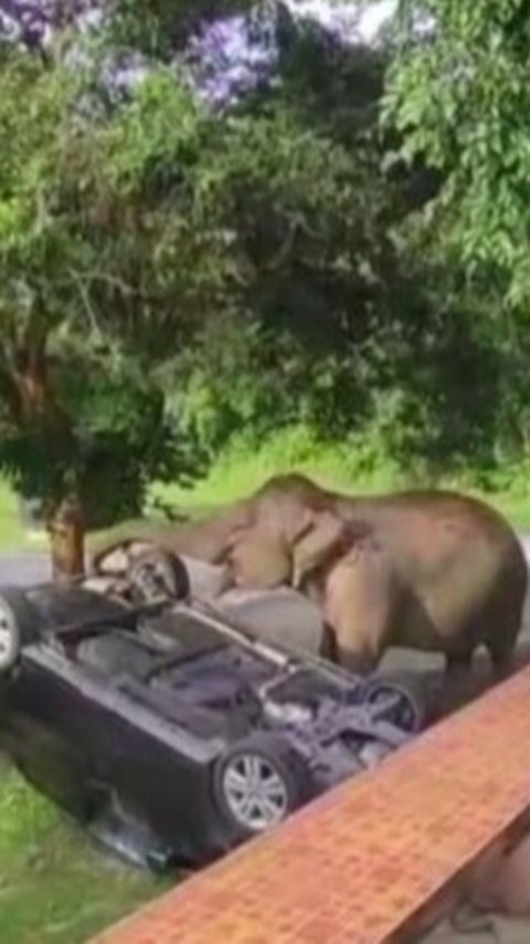 Insiden Gajah di Taman Nasional Khao Yai Akibatkan Mobil Wisatawan Terbalik