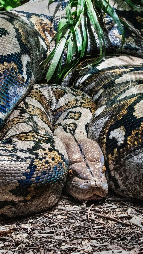 Tragic! 74-Year-Old Grandmother Killed by 4-Meter Python, Swallowed Up to Her Shoulders