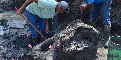 Menggali Selama 12 Hari di Sungai, Arkeolog Temukan Fosil Mastodon Paling Awet Berusia 13.600 Tahun