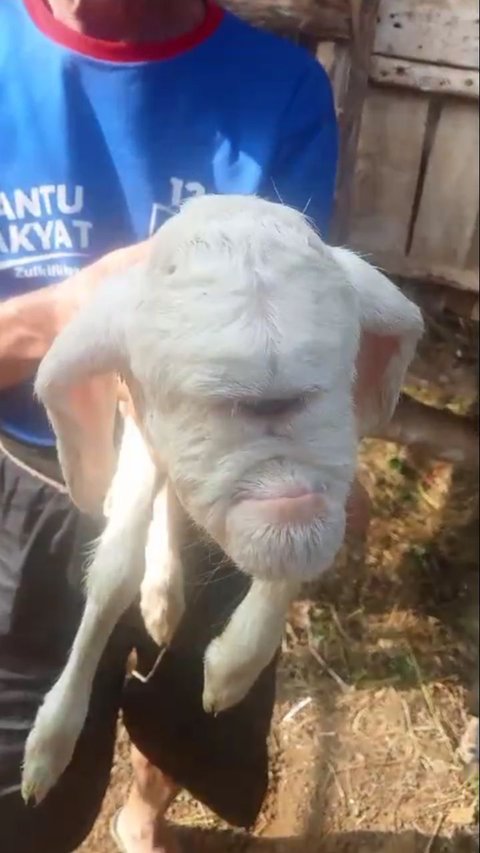 The Sensation of the One-Eyed Sheep in Cianjur, Here's the Scientific Explanation