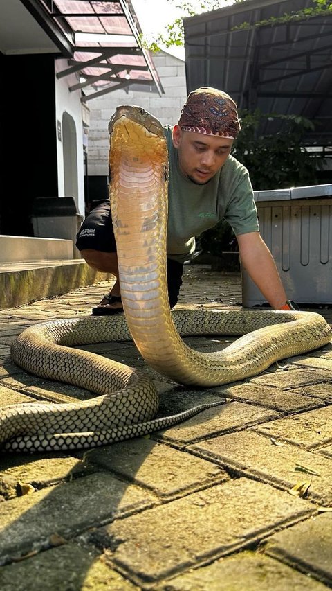 Wanita Ini Iseng Curhat ke Panji Petualang Soal Ular Cobra di Rumah, Begini Responsnya yang Banjir Pujian