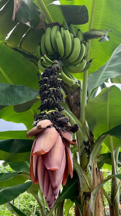 FOTO: Jadi Pertanda Buruk, Ini Penampakan Pohon Pisang yang Mulai Berbuah di Korea Selatan