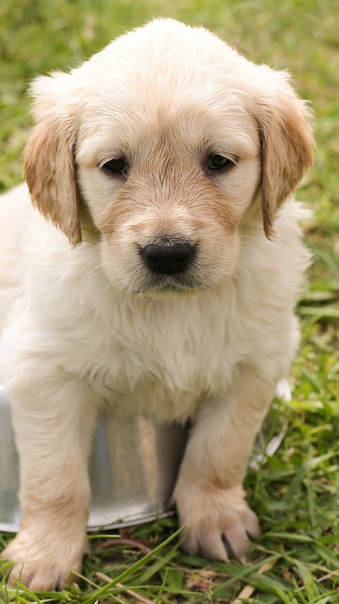 100 Nama Anjing Jantan Betina yang Lucu dan Mudah Diingat