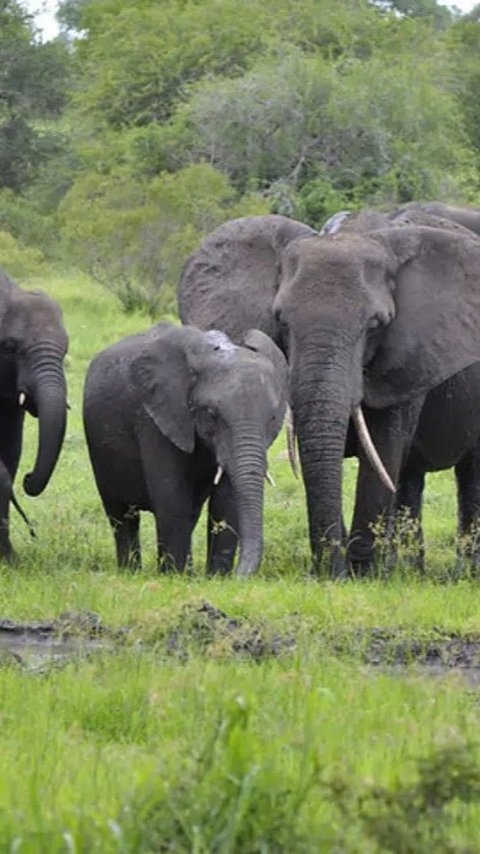 Sepasang Gajah di Solo Safari Mati, Ini Penjelasan BKSDA