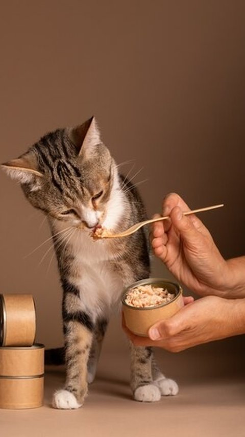 Kucing Makan Nasi? Ternyata Ini yang Harus Diperhatikan dan Efeknya Terhadap Tubuh Kucing