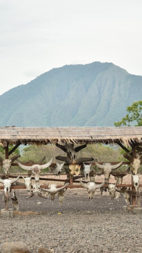 Transformasi Taman Nasional Baluran dari Masa ke Masa, Berawal dari Hutan Jati Kini Terkenal sebagai Africa Van Java