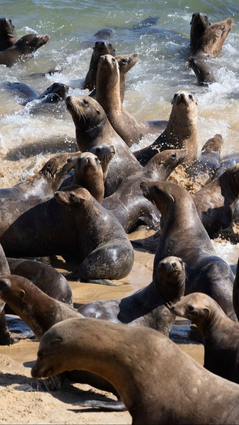 FOTO: Penampakan Pantai California di Amerika Serikat Dikuasai Gerombolan Singa Laut