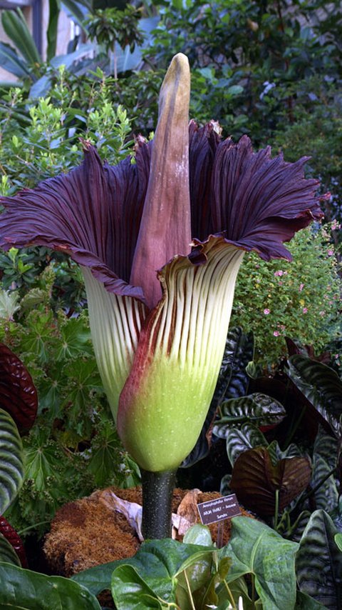 Titan Arum, Flora Endemik Indonesia dengan Bunga Majemuk Terbesar di Dunia