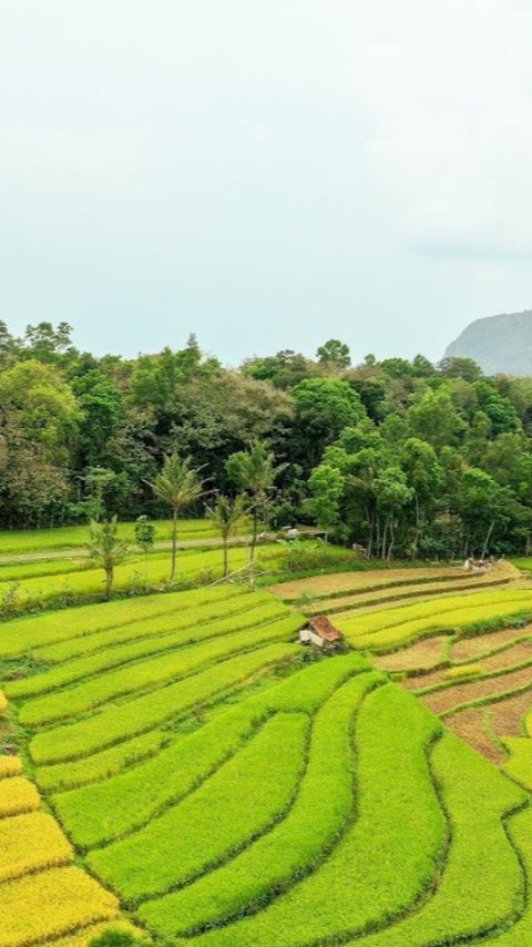 Mengenal Kuang, Kearifan Lokal Masyarakat Toraja dalam Menjaga dan Mengelola Air