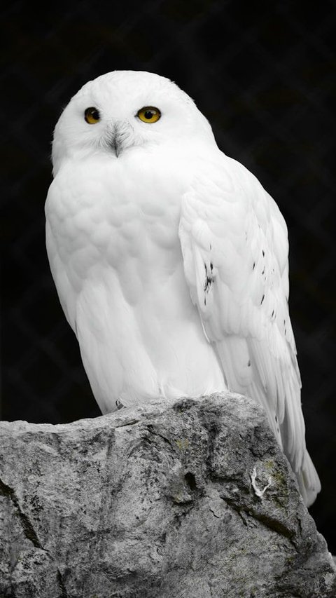5-unique-facts-about-the-iconic-bald-eagle-trstdly-trusted-news-in