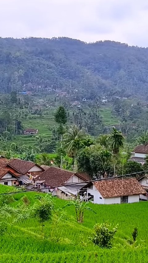 Kampung di Tasikmalaya Ini Bikin Betah, Posisinya di Tengah Sawah yang Dikelilingi Bukit Terasering Hijau