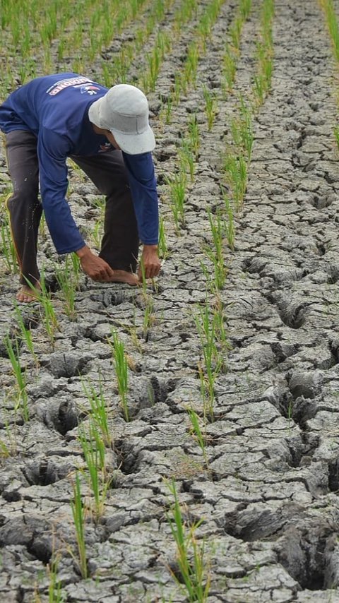 Ribuan Ha Lahan Pertanian Kekurangan Air, Pemkab Bekasi Keluarkan Status Darurat Bencana Kekeringan