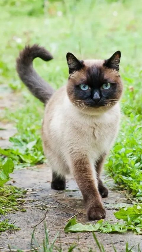 Emak-Emak Ngamuk Keras Teriaki Pria Tega Injak dan Acak-acak Makanan Kucing