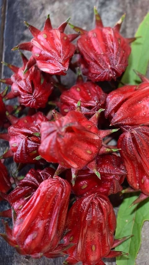 7 Efek Samping Bunga Rosella, Sering Buang Air Kecil hingga Tekanan Darah Rendah