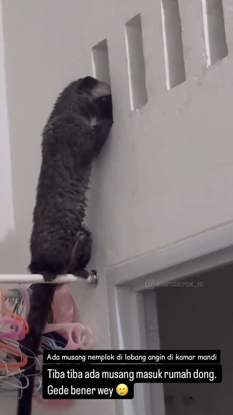 Thought to be a Doll, a Civet Caught Enjoying Perched on the Clothesline While Peeking into the Bathroom, Netizens Curious About What It Saw