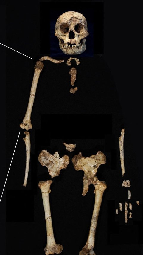 FOTO: Penampakan Fosil Manusia 'Hobbit' Purba Berusia 700.000 Tahun yang Ditemukan di Flores