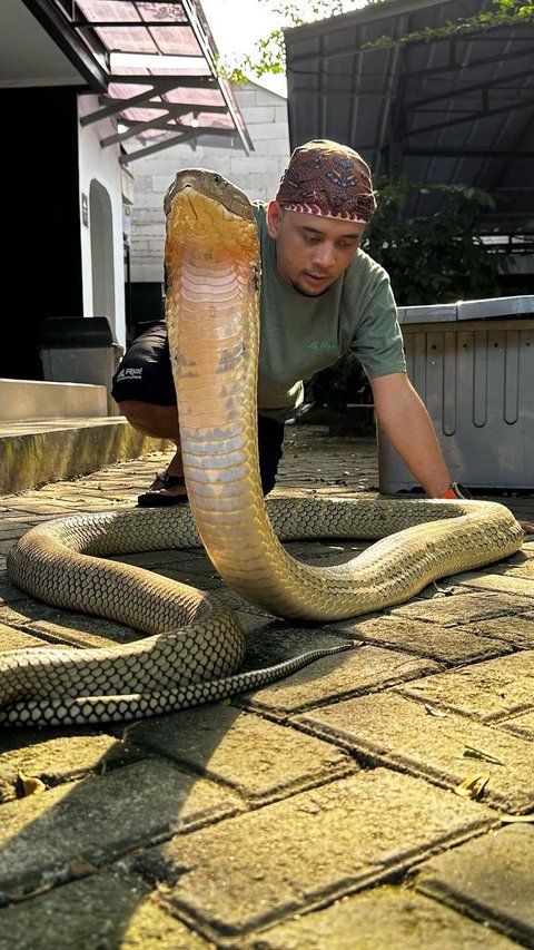 Moment of a Woman Finding a Cobra in the Toilet Hole, Sharing with Panji the Adventurer