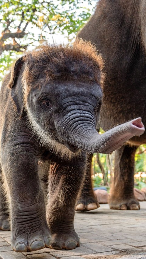 FOTO: Perkenalkan Ini Rocky Balboa, Anak Gajah Hasil Perkawinan Lembang dan Doa di Kebun Binatang Surabaya