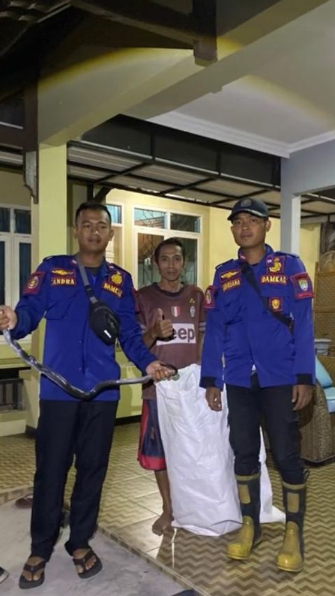 Viral Momen Damkar Bantu Evakuasi Ular Kobra di Rumah Warga, Aksinya Tuai Pujian