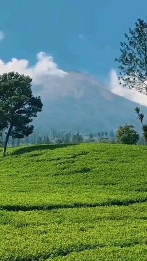 Pesona Kebun Teh Sikatok, Wisata Edukatif di Lereng Gunung Sindoro dan Surga Bagi Pecinta Fotografi