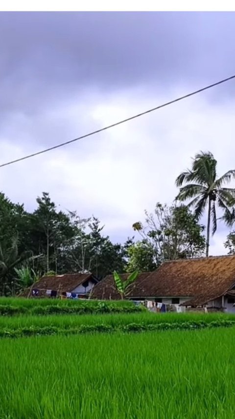 Bikin Pembeli Terlena, Warung Kopi di Kampung Terpencil Tasikmalaya Ini Suguhkan Pemandangan Sawah Hijau dan Bukit Berkabut